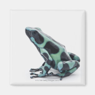 Black and Green Poison Dart Frog Magnet