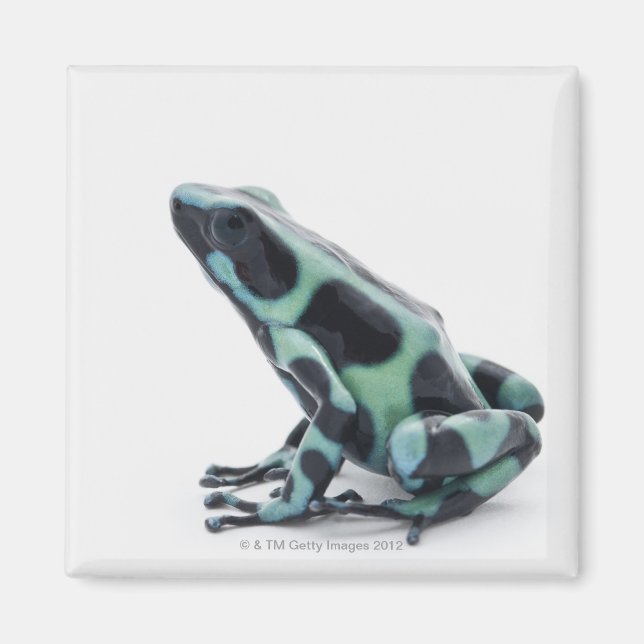 Black and Green Poison Dart Frog Magnet (Front)