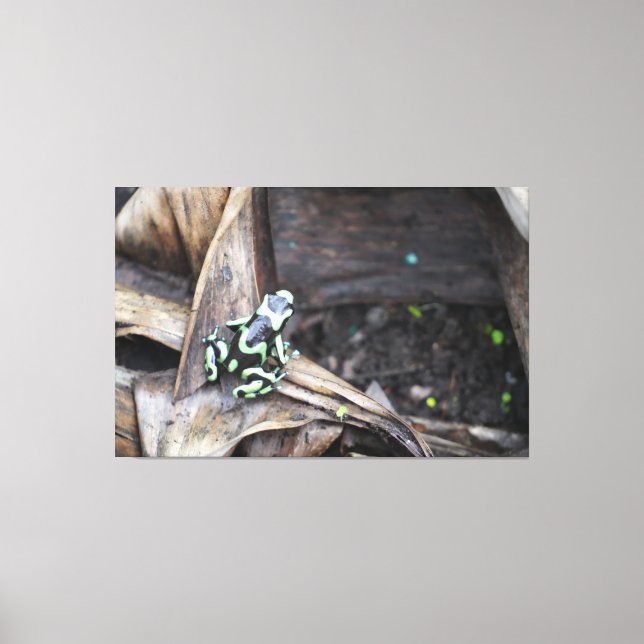 Black and Green Tree Frog Canvas Print (Front)