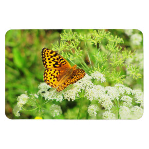 Black and Orange Butterfly on White Flowers Magnet