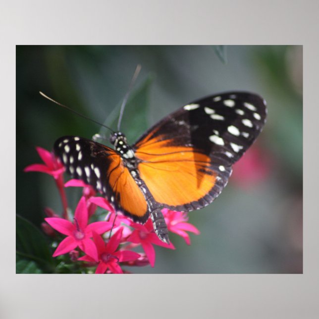 Black and Orange Spotted Butterfly 2 Poster (Front)