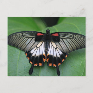 Black and Pink Swallowtail Butterfly Postcard