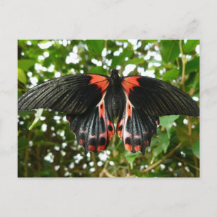 Black and red moth postcard