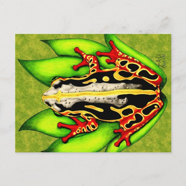 Black and Red Tree Frog Postcard (Front)