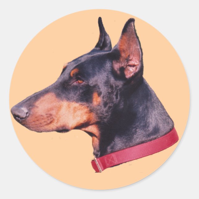 Black And Rust Doberman Pinscher Dog Sticker (Front)