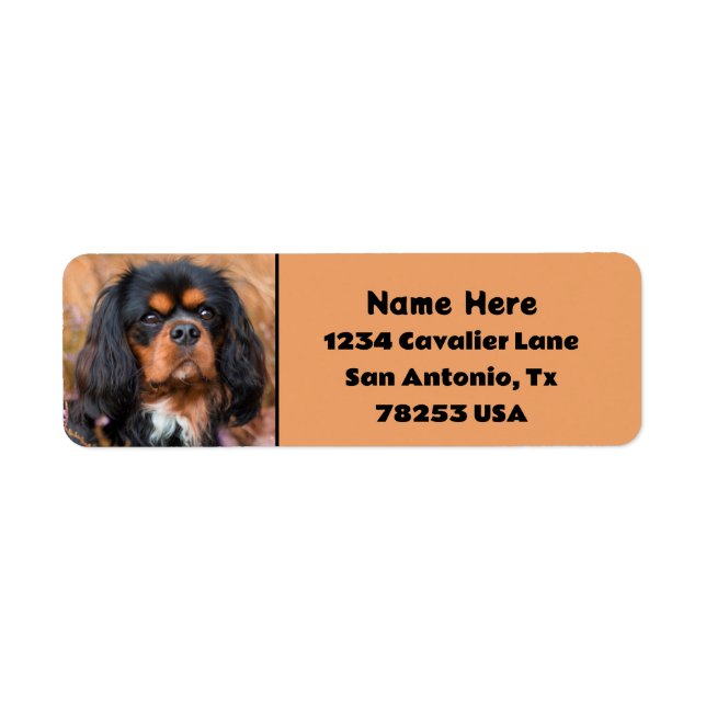 Black and Tan Cavalier King Charles Adresse de ret (Devant)