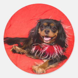 Black And Tan Cavalier King Charles In Red Sticker