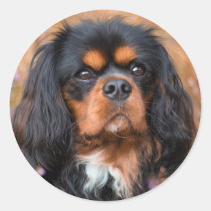 Black and Tan Cavalier King Charles Spaniel Dog Classic Round Sticker