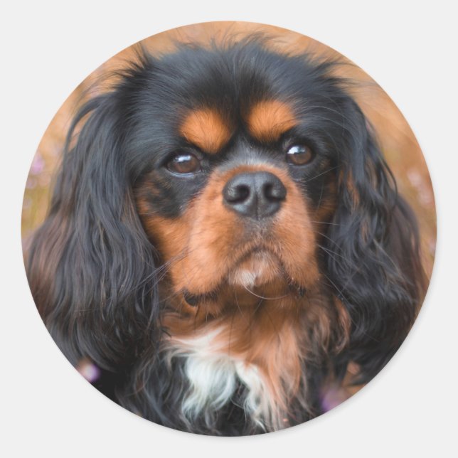 Black and Tan Cavalier King Charles Spaniel Dog Classic Round Sticker (Front)