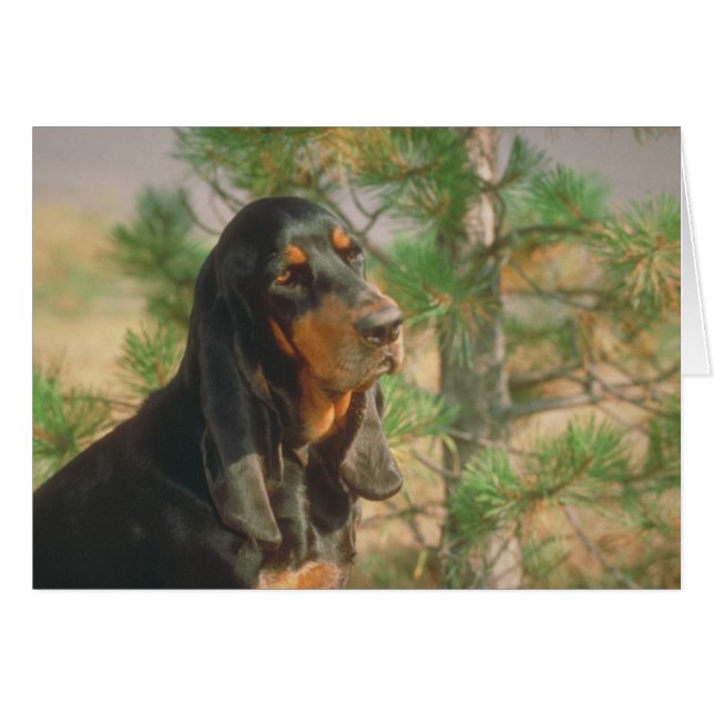 Black and Tan Coonhound (Front Horizontal)