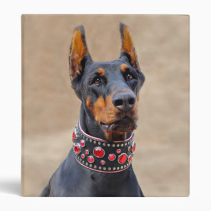 Black and Tan Doberman Pinscher in Jewelled collar Binder