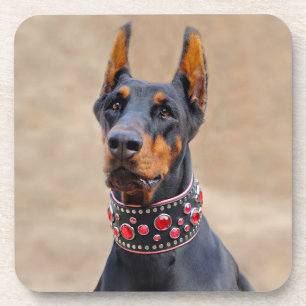 Black and Tan Doberman Pinscher in Jewelled collar Coaster