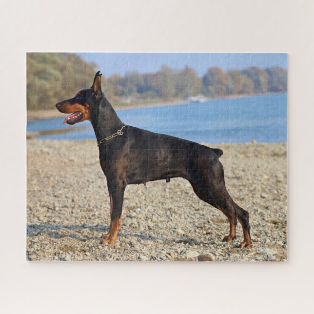 Black and Tan Doberman Pinscher on the shoreline Jigsaw Puzzle (Horizontal)