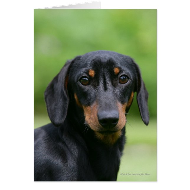 Black and Tan Miniture Dachshund 1 (Front)