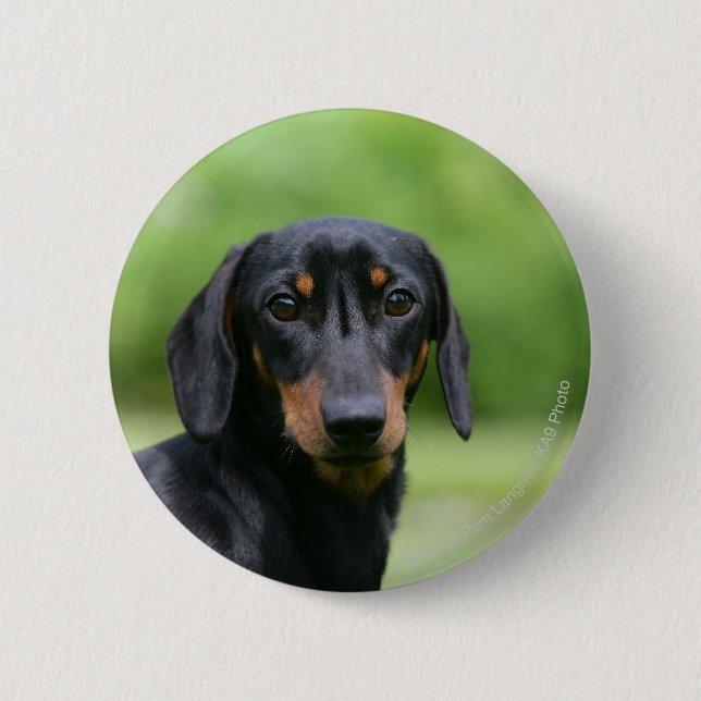 Black and Tan Miniture Dachshund 1 2 Inch Round Button (Front)