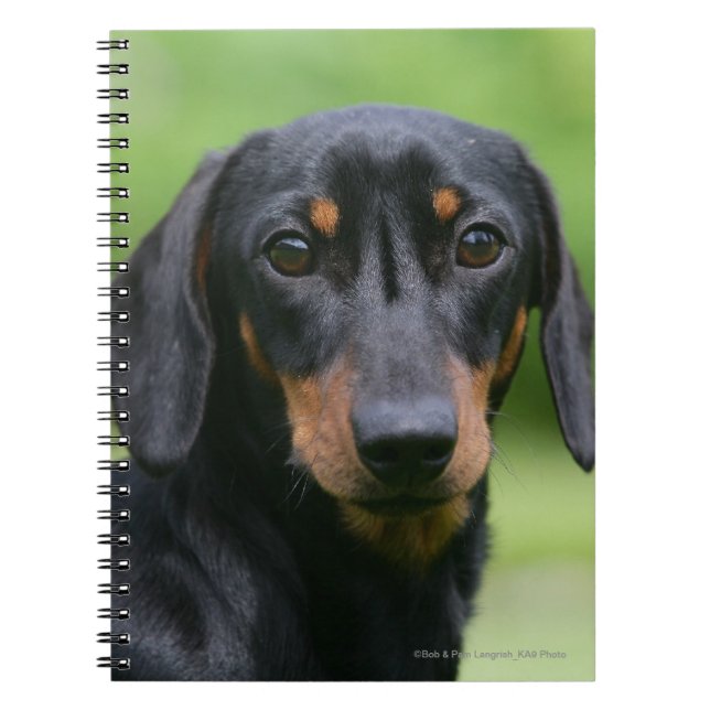 Black and Tan Miniture Dachshund 1 Notebook (Front)