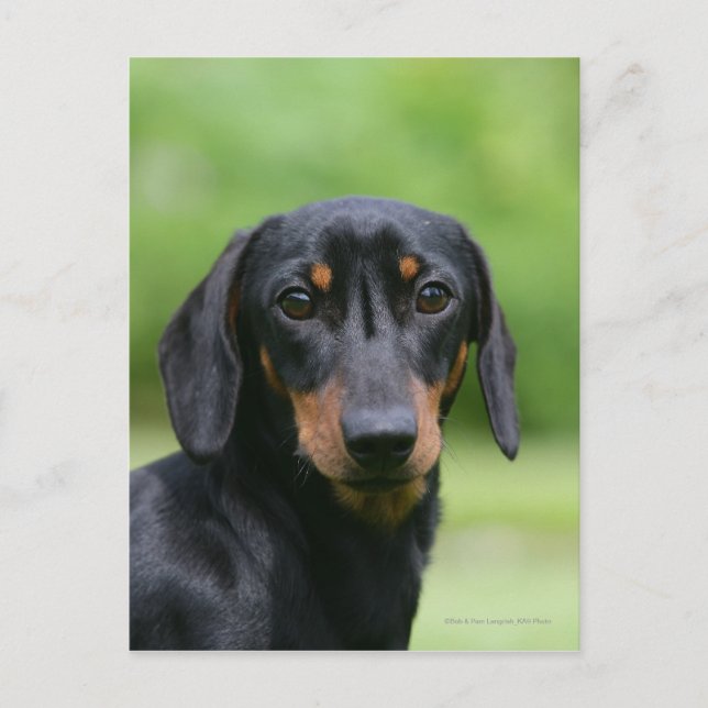 Black and Tan Miniture Dachshund 1 Postcard (Front)