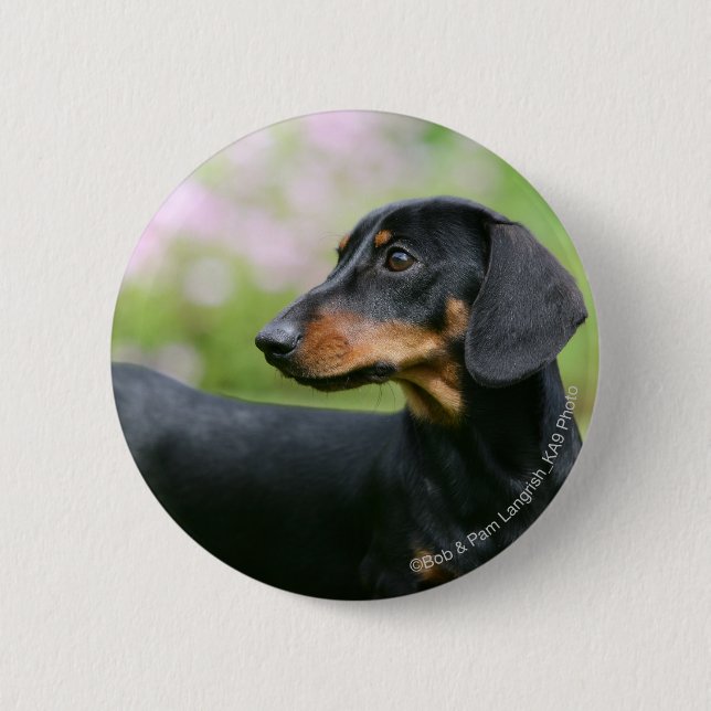 Black and Tan Miniture Dachshund 2 2 Inch Round Button (Front)