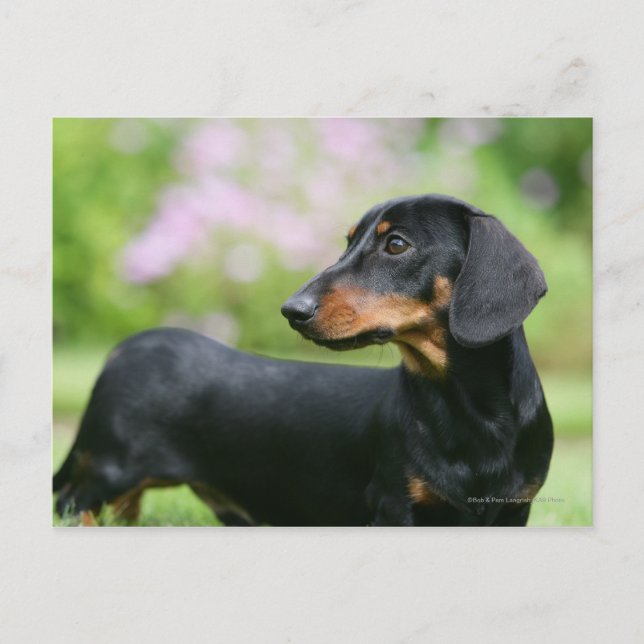 Black and Tan Miniture Dachshund 2 Postcard (Front)