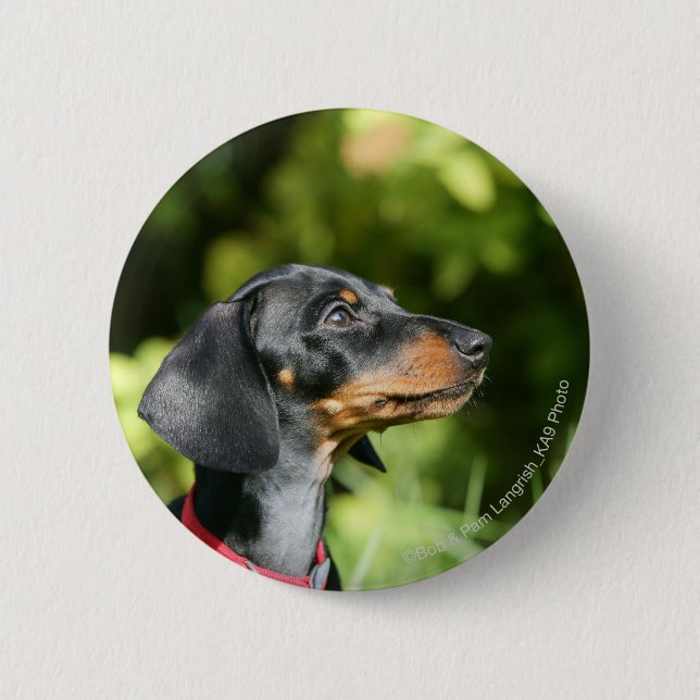 Black and Tan Miniture Dachshund 3 2 Inch Round Button (Front)