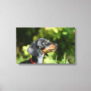 Black and Tan Miniture Dachshund 3 Canvas Print