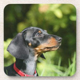 Black and Tan Miniture Dachshund 3 Coaster