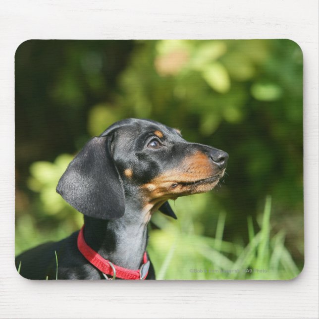 Black and Tan Miniture Dachshund 3 Mouse Pad (Front)