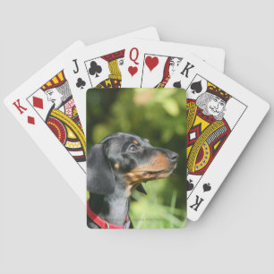 Black and Tan Miniture Dachshund 3 Playing Cards