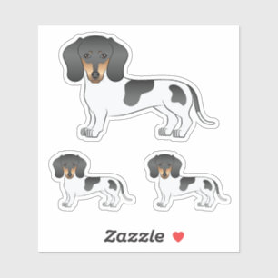 Black And Tan Piebald Short Hair Dachshund Dog