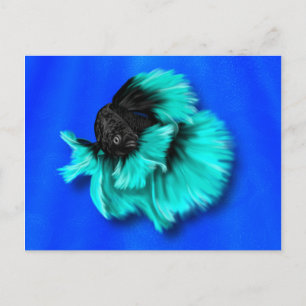 Black and Teal Betta Fish Postcard