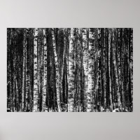 Black and White Abstract Birch Forest