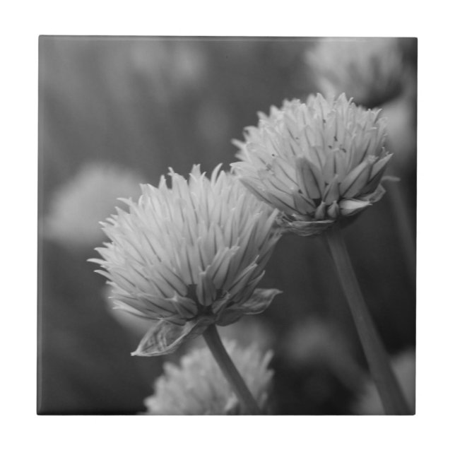 Black And White Allium Flower Photography Tile (Front)