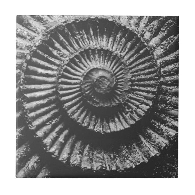 Black and white ammonite tile (Front)