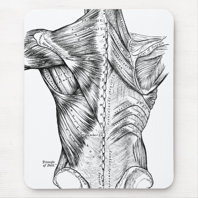 Black and White Anatomy Art Back Muscles (1890) Mouse Pad (Front)