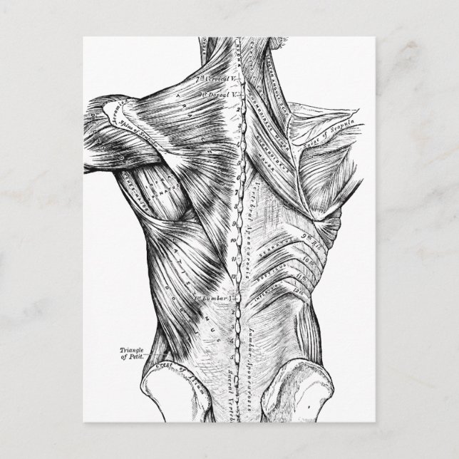 Black and White Anatomy Art Back Muscles (1890) Postcard (Front)