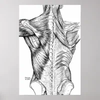 Back Muscles Anatomy Poster -  Canada