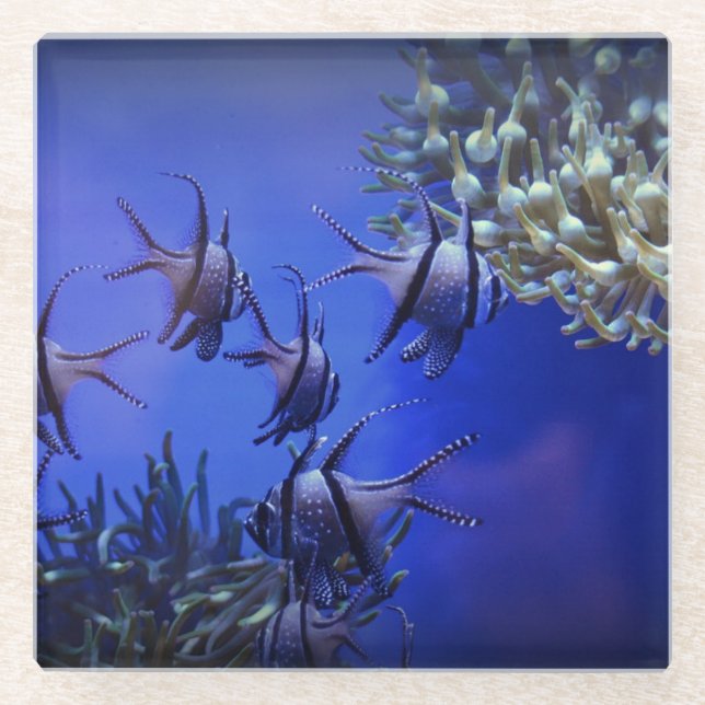 Black and White Angelfish in Deep Blue Sea Glass Coaster (Front)