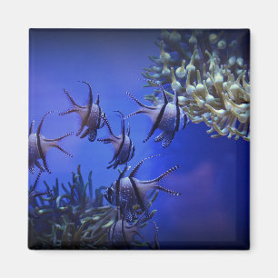 Black and White Angelfish in Deep Blue Sea Magnet