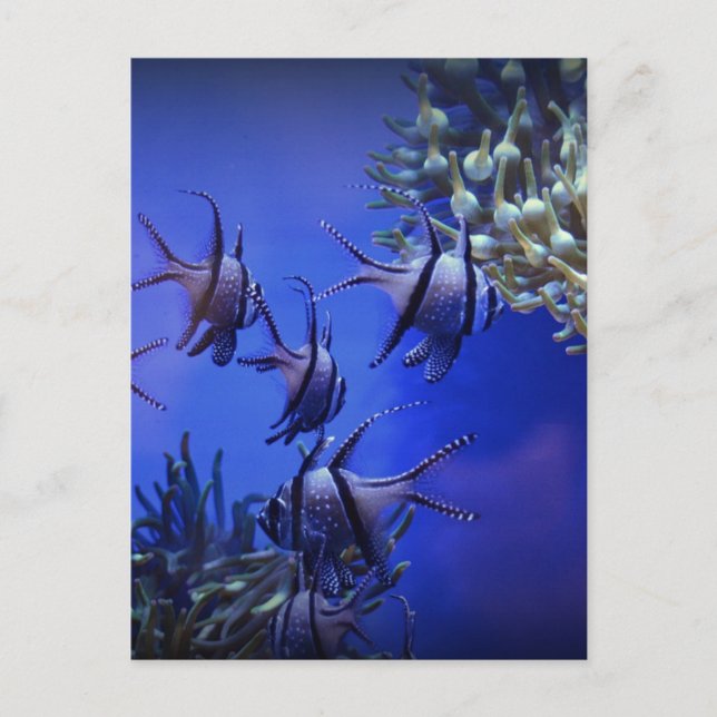 Black and White Angelfish in Deep Blue Sea Postcard (Front)