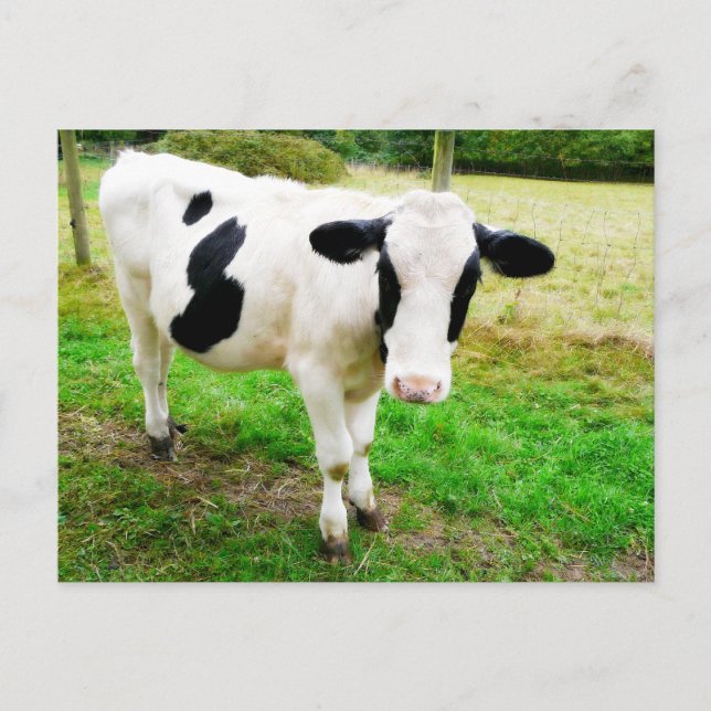 Black and White Apostrophe S Cow Postcard (Front)
