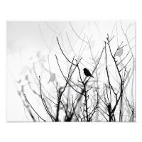 Black and white art photo, nature, birds, trees