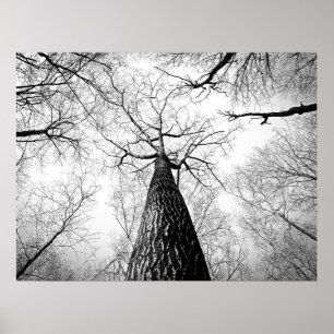 Black and White Autumn Tree Forest Poster