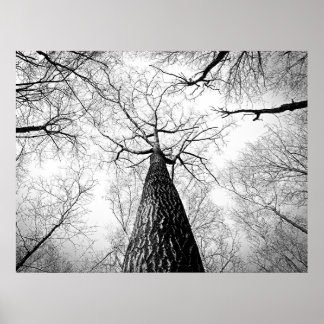 Black and White Autumn Tree Forest Poster