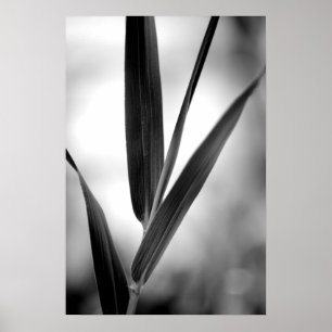 Black and white bamboo foliage poster