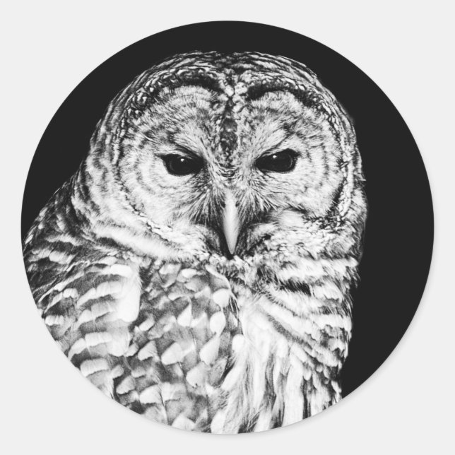 Black and White Barred Owl Portrait Classic Round Sticker (Front)