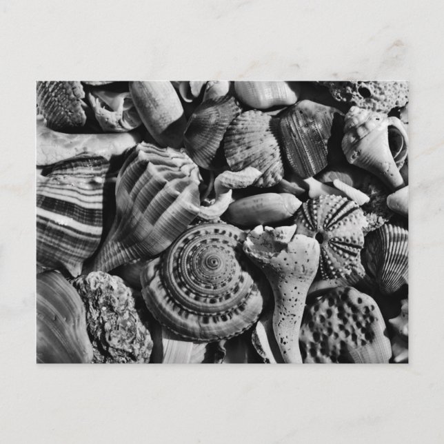 Black and White Beach Shells Postcard (Front)