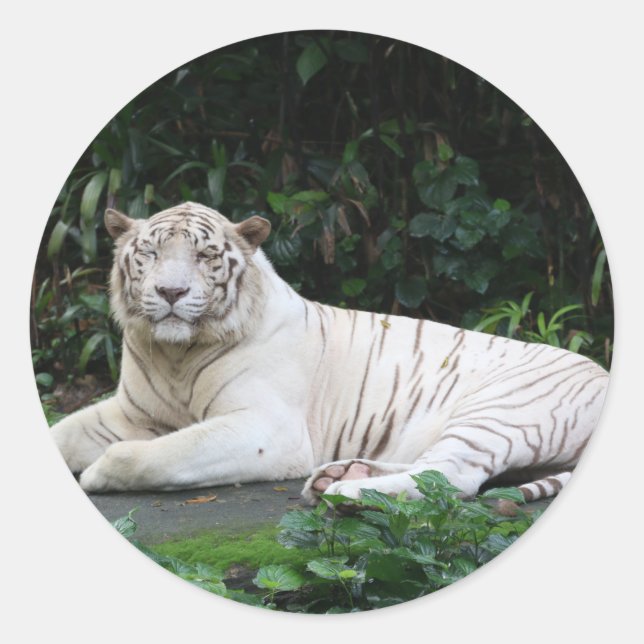Black and White Bengal Tiger relaxed and smiling Classic Round Sticker (Front)