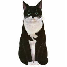 Black and white, bicolor cat - Old illustration