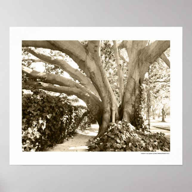 Black and White Big Tree Los Angeles Griffith Park Poster (Front)