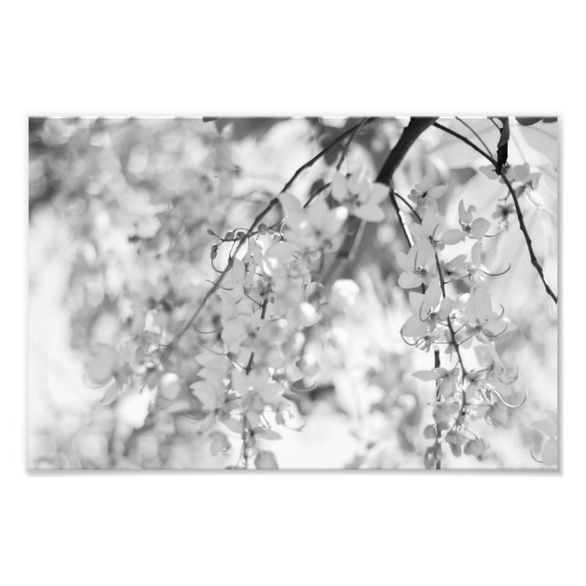 Black and White Blossom Branch Photo Print (Front)